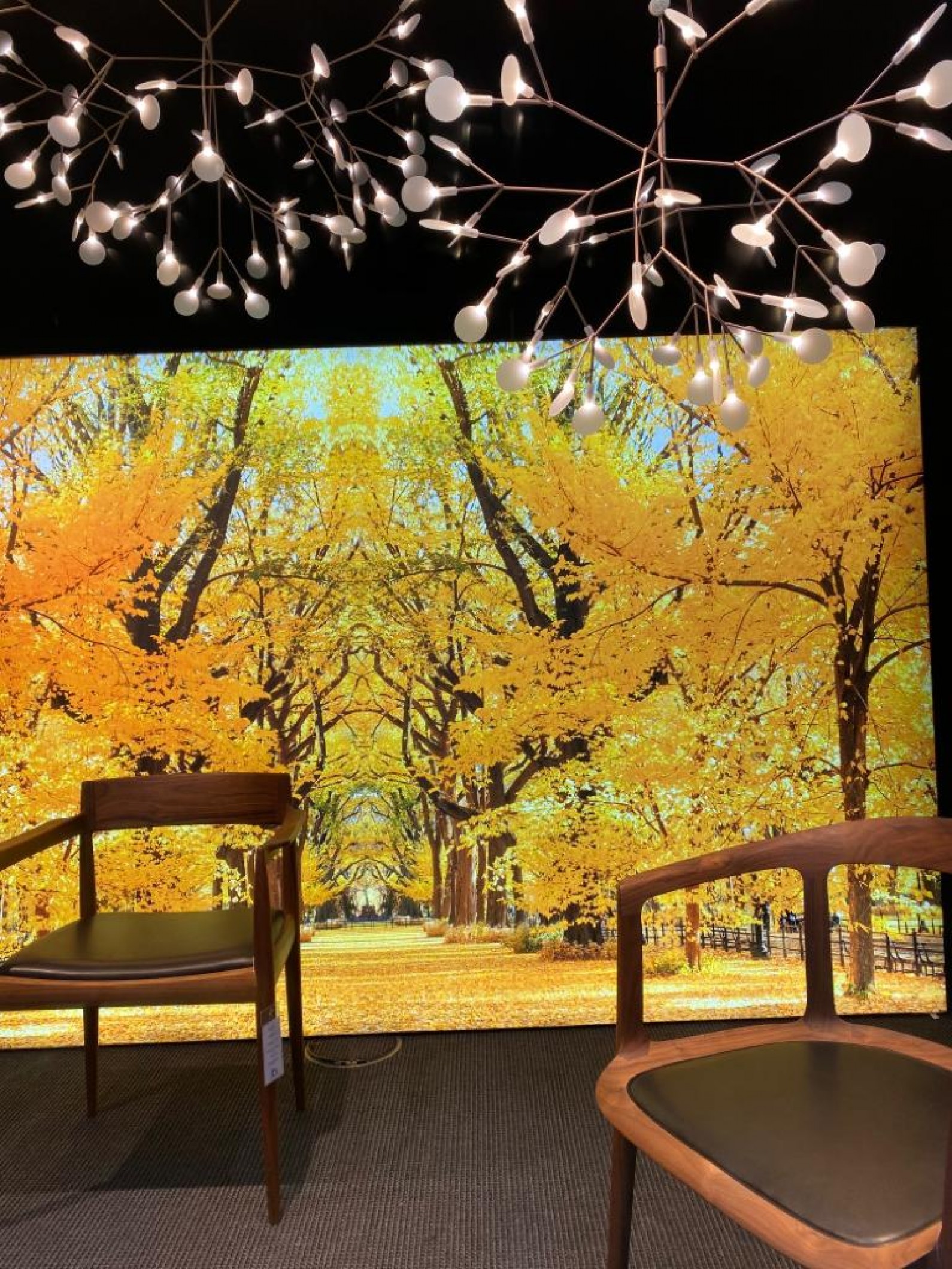 Heracleum Moooi